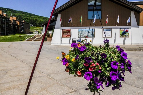 Okemo Mountain Condo - image 3