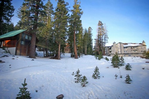 Silver Bear # 20 - image 7