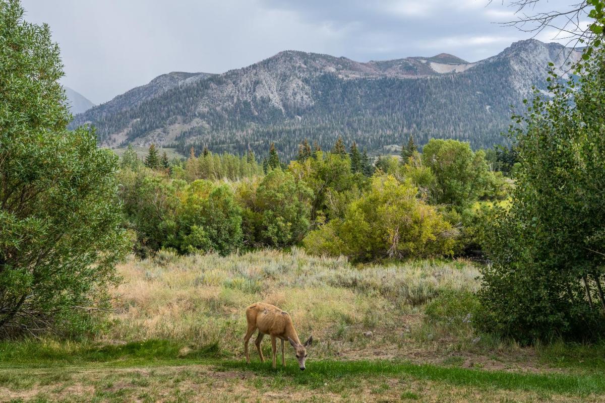 Snowcreek #97 Phase I - image 5