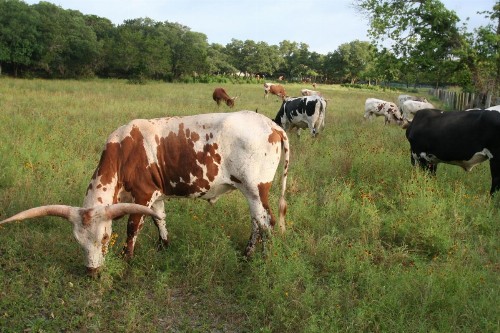 Onion Creek Cottage - image 11