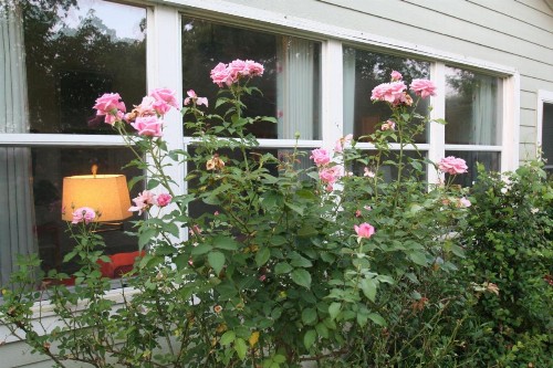 Onion Creek Cottage - image 12