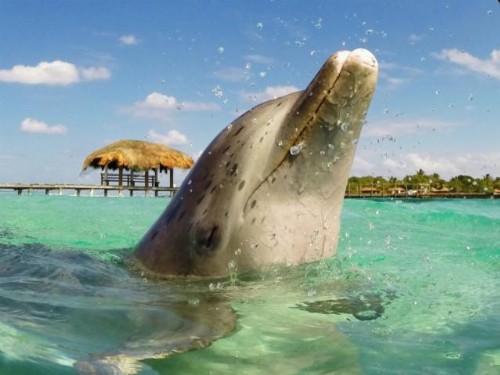 Conch Key Fishing Lodge & Marina - image 32