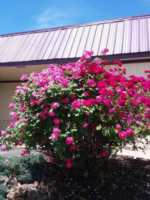 APM Inn & Suites - image 2