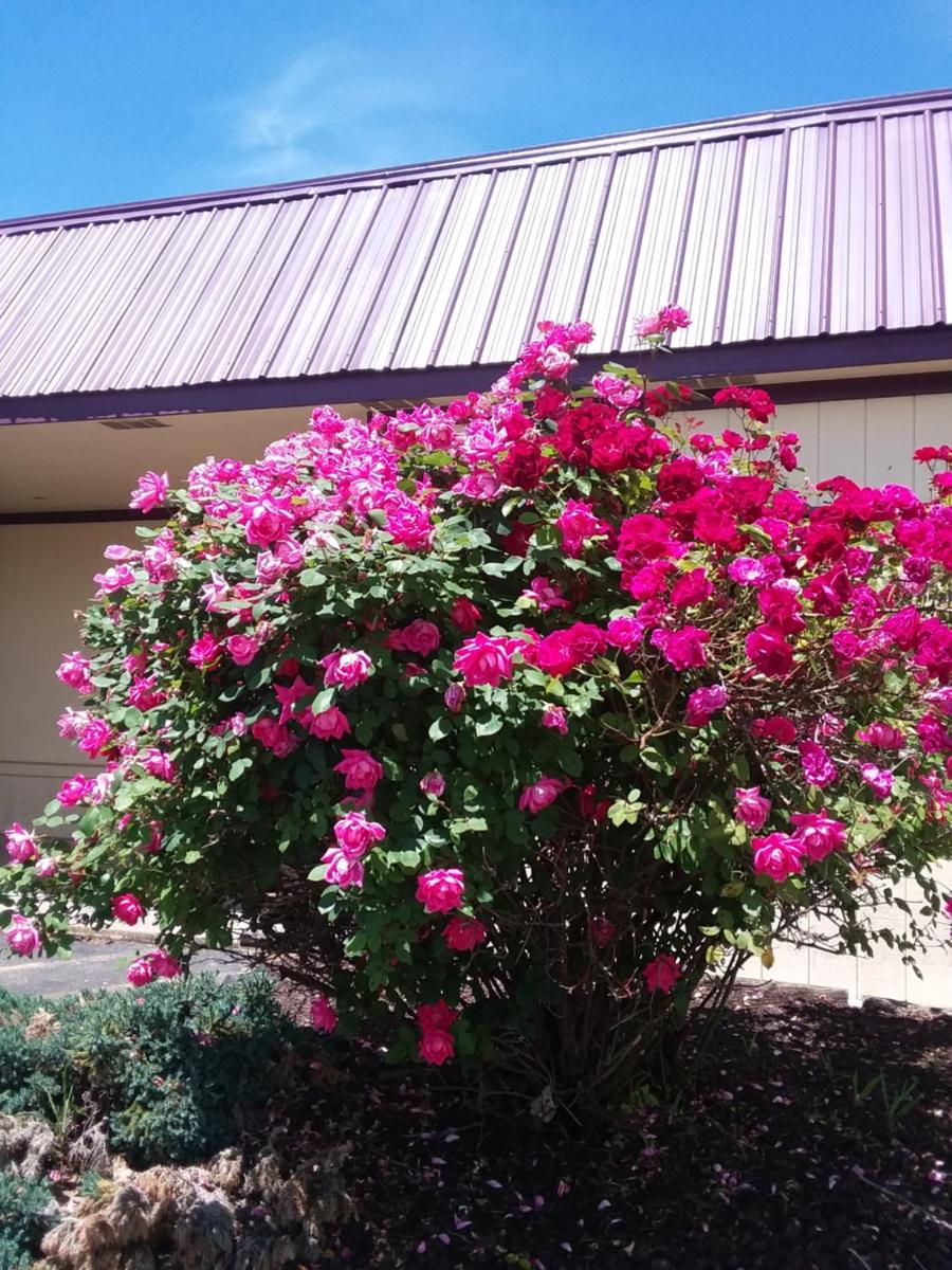 APM Inn & Suites - image 2