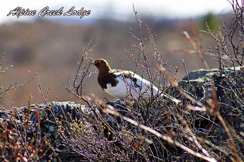 Alpine Creek Lodge - image 23