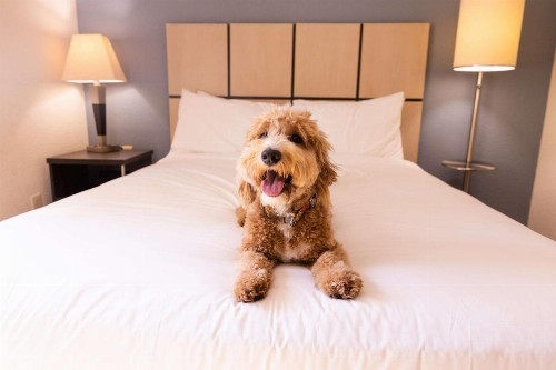 Sonesta ES Suites Memphis - image 26