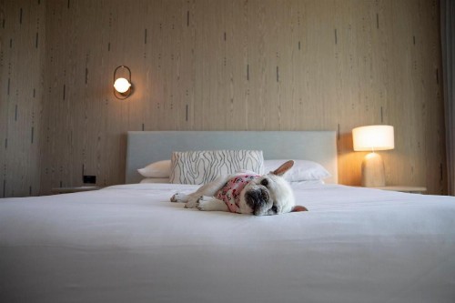 Kimpton - Hotel Palomar South Beach an IHG Hotel - image 9