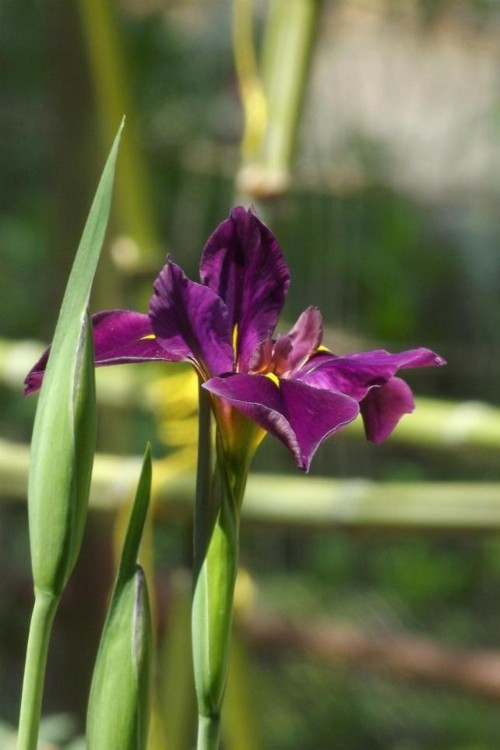 Backyard Garden Oasis - image 10