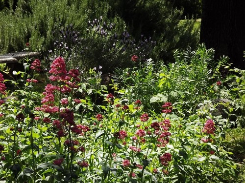 Backyard Garden Oasis - image 24