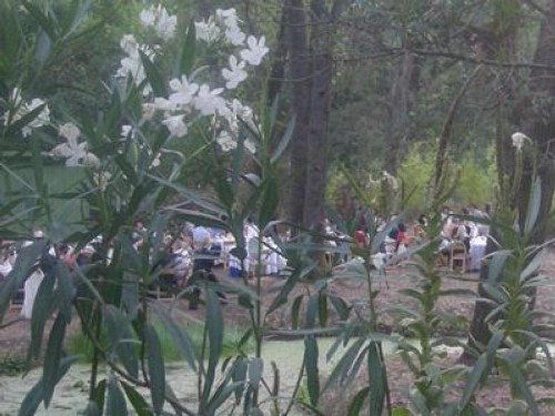 Backyard Garden Oasis - image 29