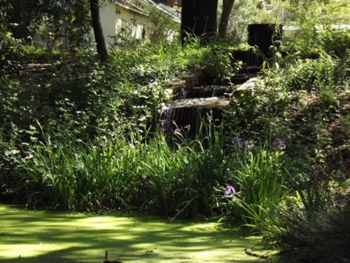 Backyard Garden Oasis - image 8