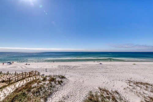 Sand Dollar - image 3