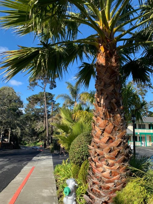 Monterey Pines Inn - image 21