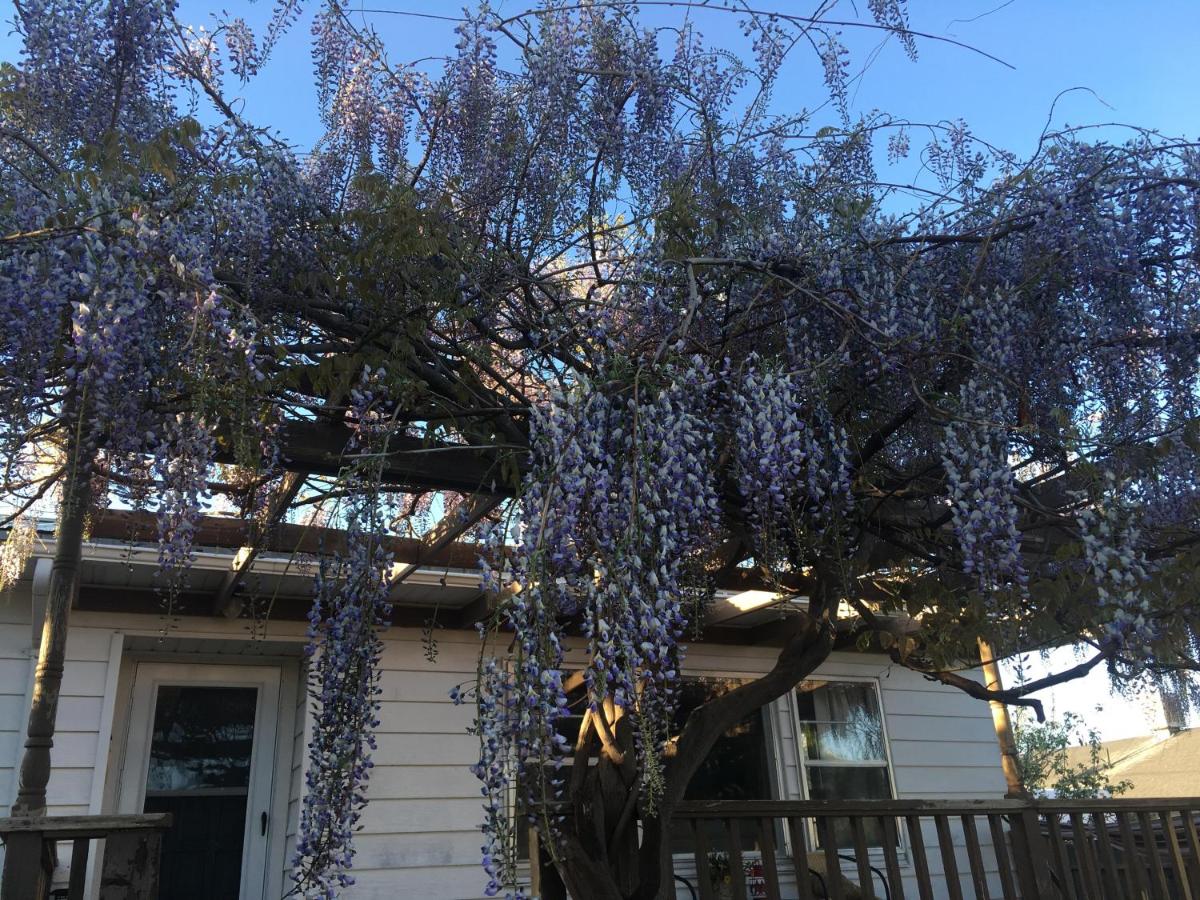 Wisteria Vine Cottage - image 7