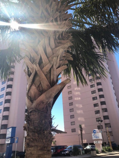 Palms Resort - image 16