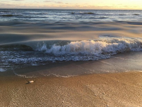 Sea Lion - image 31