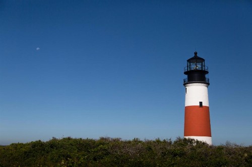 Sea Lion - image 36