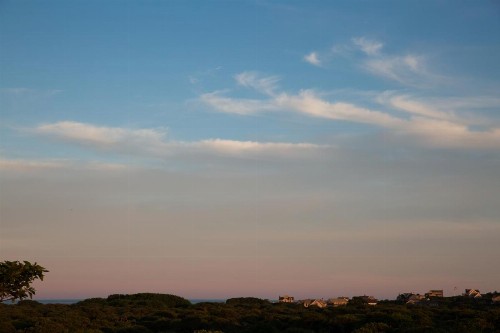 Sea Lion - image 37