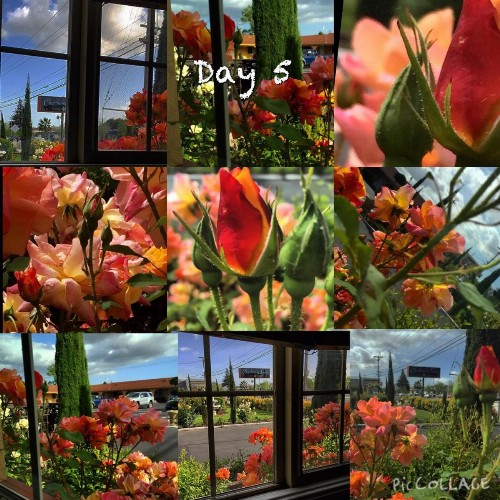 Chardonnay Lodge - image 31