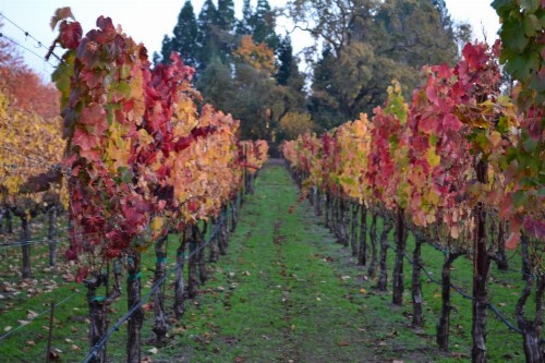 Chardonnay Lodge - image 34