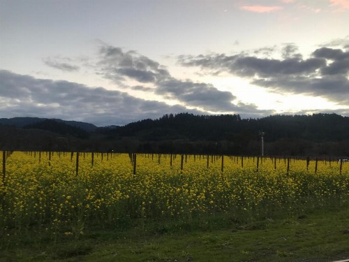 Chardonnay Lodge - image 37