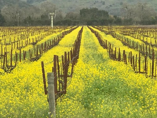 Chardonnay Lodge - image 39