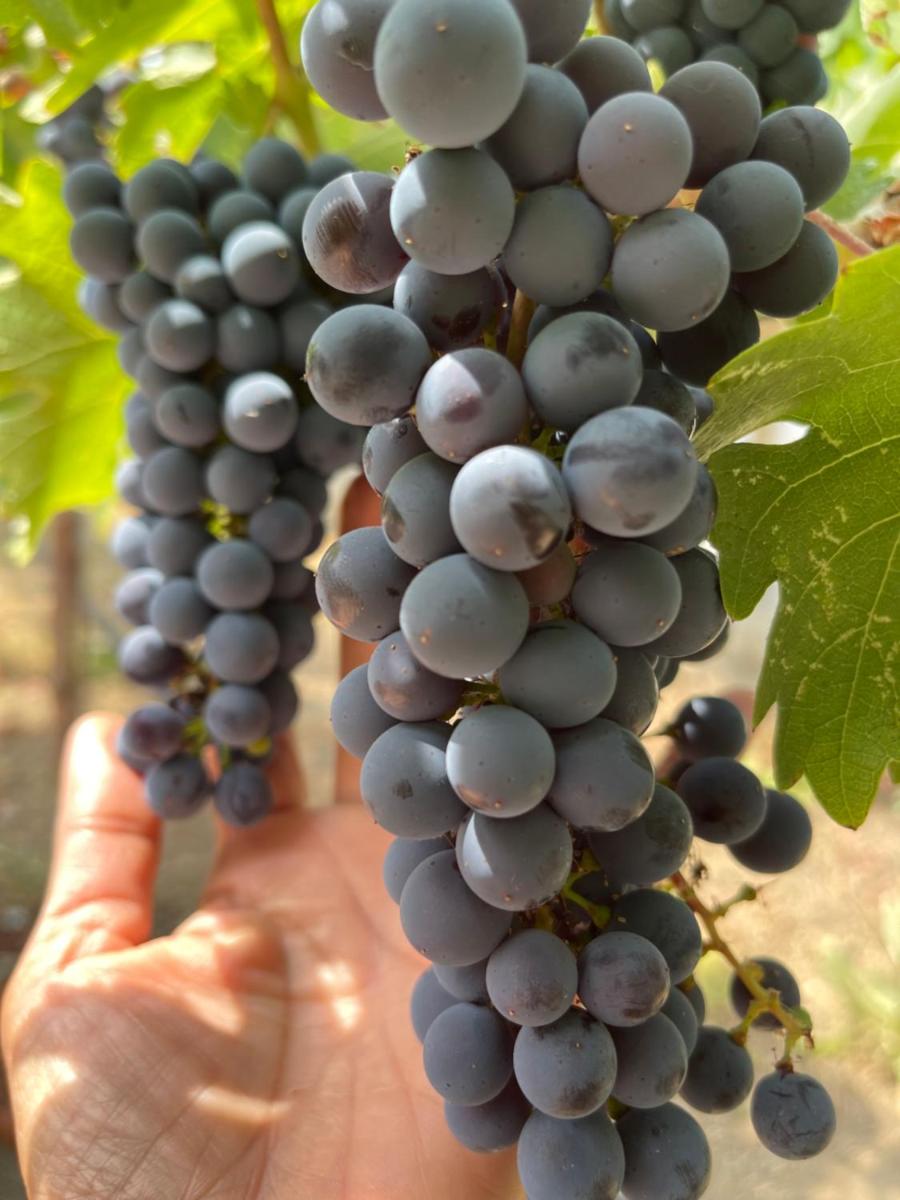 Chardonnay Lodge - image 5