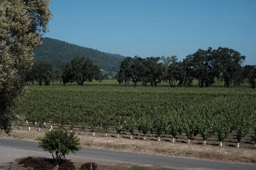 The Setting Inn Napa Valley - image 31