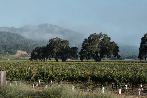 The Setting Inn Napa Valley - image 45