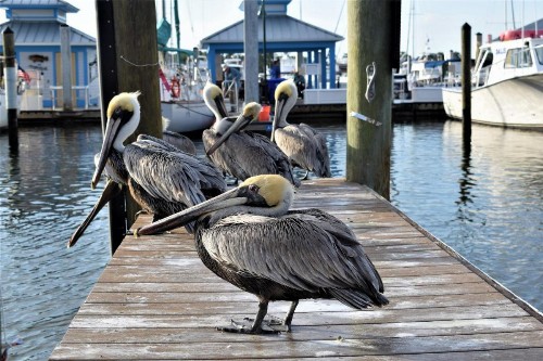 Cove Inn on Naples Bay - image 13