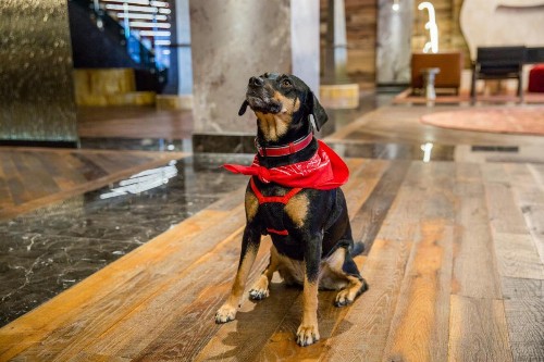 Bobby Hotel - image 45