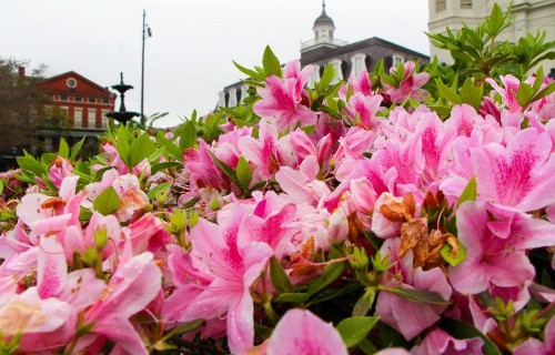 Holiday Inn Express New Orleans - St Charles an IHG Hotel - image 33
