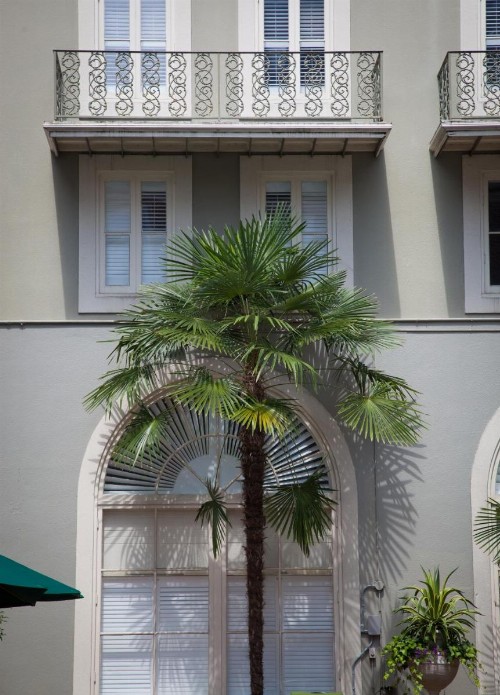 Bourbon Orleans Hotel - image 11