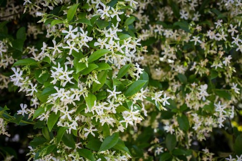 Auld Sweet Olive Bed and Breakfast - image 11