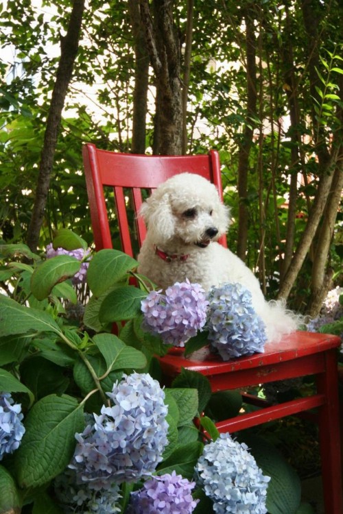 Hydrangea House Inn - image 4