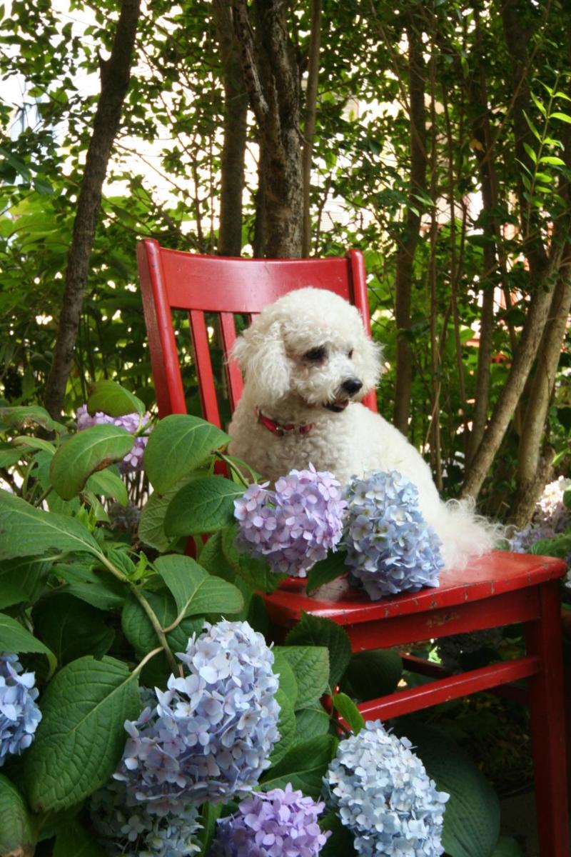 Hydrangea House Inn - image 4