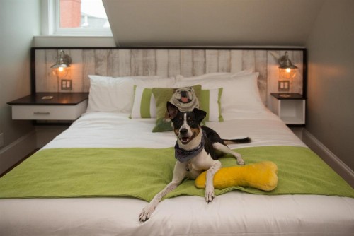 Paws on Pelham - image 21