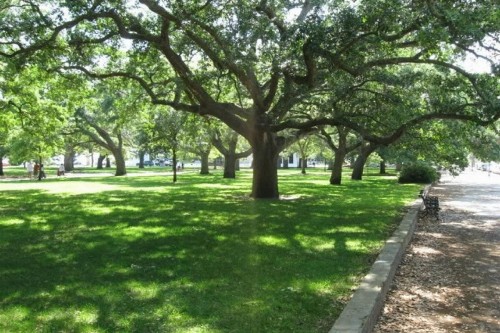 Celtic Green - image 16