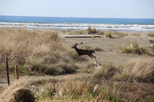 Quinault Beach Resort & Casino - image 23