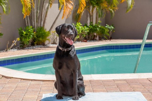 Residence Inn Tampa Oldsmar - image 26