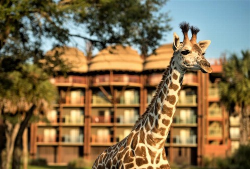 Disney's Animal Kingdom Lodge - image 11
