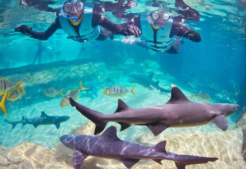 Staybridge Suites Orlando at SeaWorld an IHG Hotel - image 39