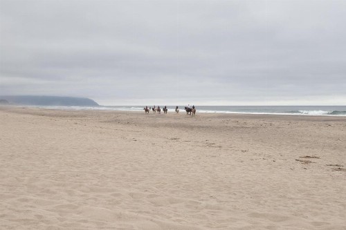 Sand Dollar Find - image 6
