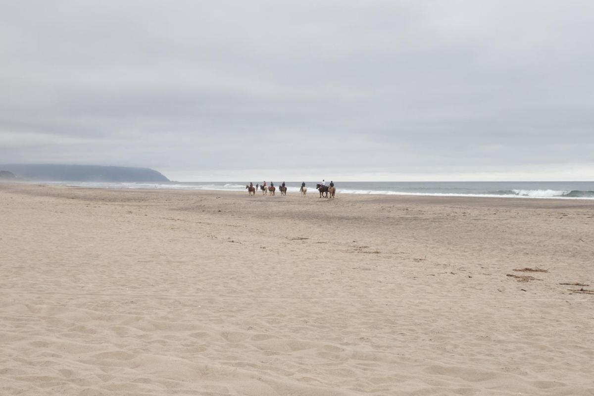 Sand Dollar Find - image 6