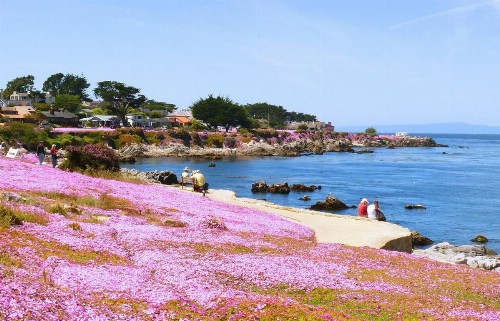 Monterey Peninsula Inn - image 30