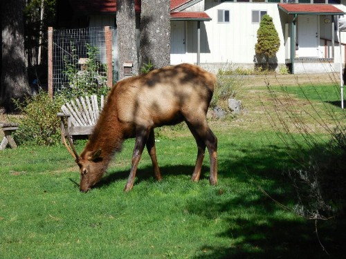 Mountain View Lodge - No Pets allowed - image 19