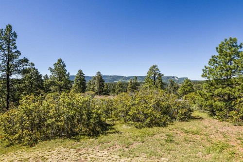Pine Vista - image 11