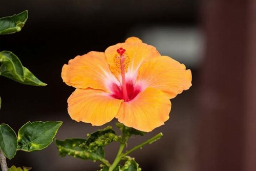 Kirpal Meditation and Ecological Center - image 35