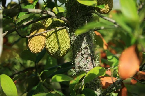 Kirpal Meditation and Ecological Center - image 49