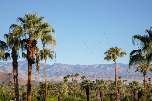 The Saguaro Palm Springs - image 50